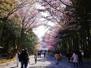 札幌 ゴールデンウィーク 花見 桜 梅 